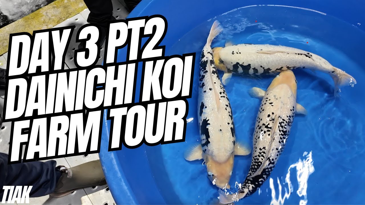 DAY 3 PART 2, VISIT TO DAINICHI KOI FARM , NEW KOI HOUSE , THE BEST KOI IN JAPAN!!