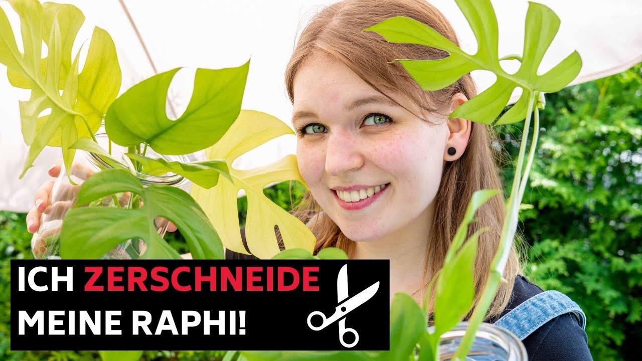 Ich zerschneide meine Rhaphidophora tetrasperma! (So viele Ableger!) + Was ist eigentlich Kallus?