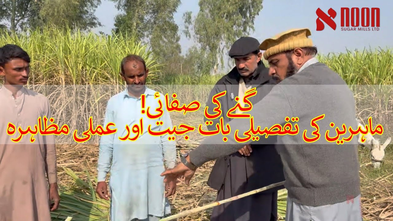 صاف گنا، بہتر چینی | کھوری اور کچی اگلی کا نقصان | نون شوگر ملز کی رہنمائی