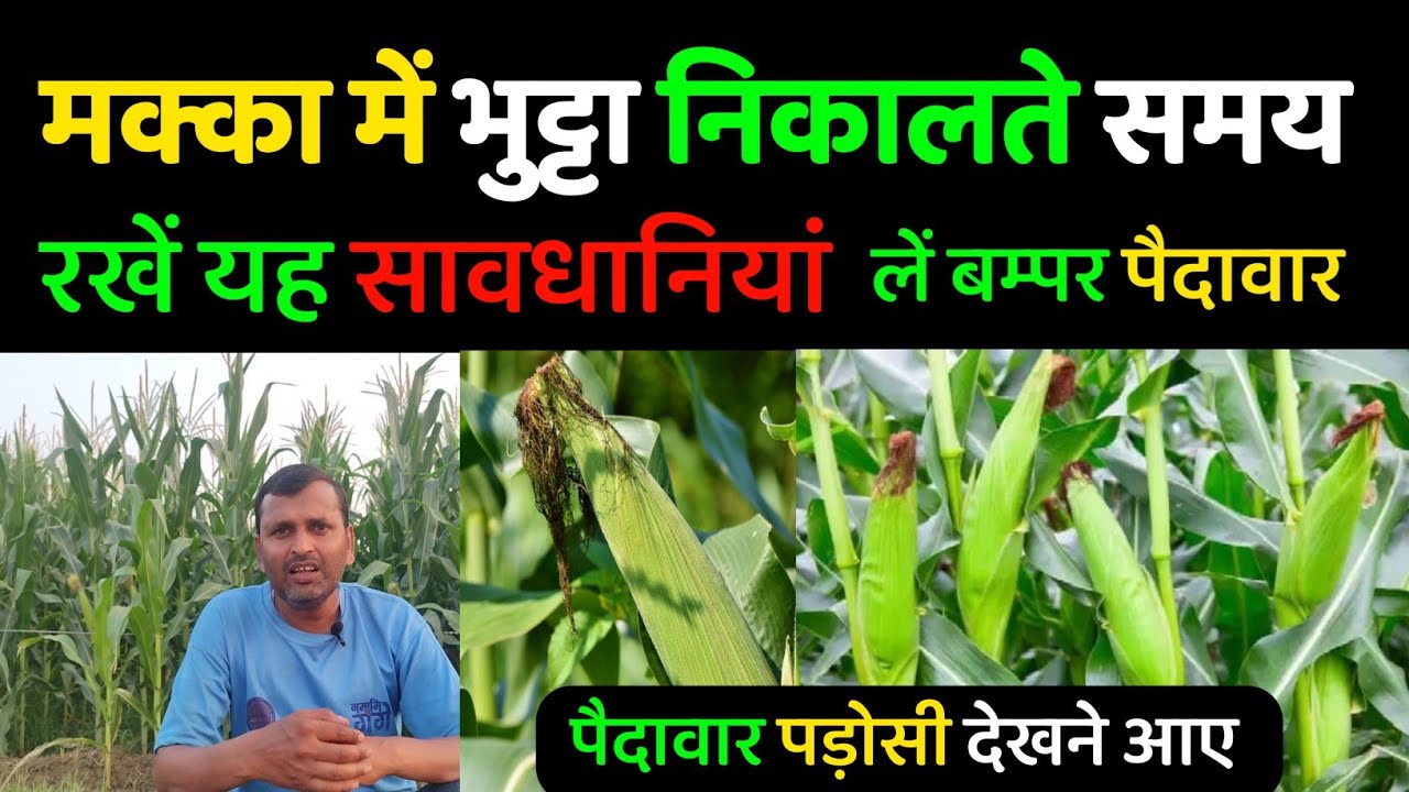 भुट्टा निकालते समय सावधानियां ✅ मक्का की पैदावार बम्पर कैसे लें | Makka Ki Paidawar Kaise badhaye |