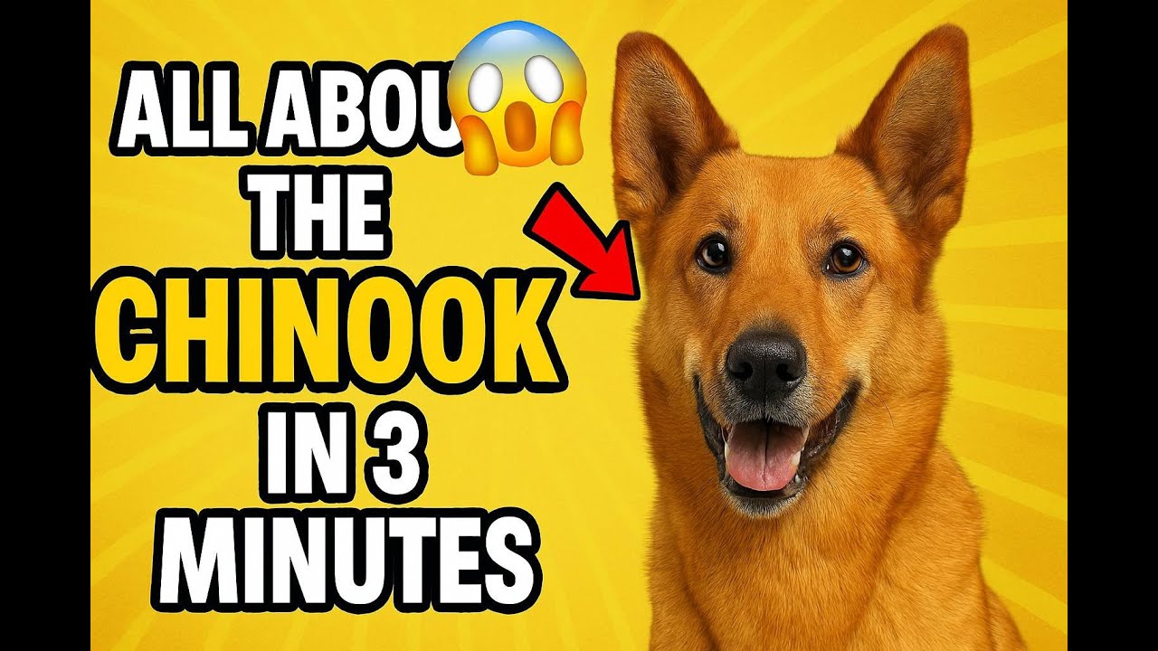 All About the Chinook in 3 Minutes