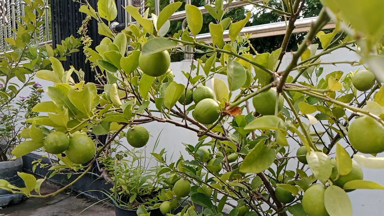 Ini Rahasianya, Agar Tanaman dalam Pot Terus Berbuah. Belajar Berkebun Organik