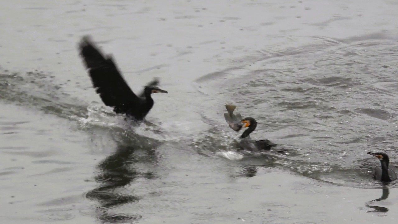 1150227 The great cormorants catching fish at Chen-Mei bridge.