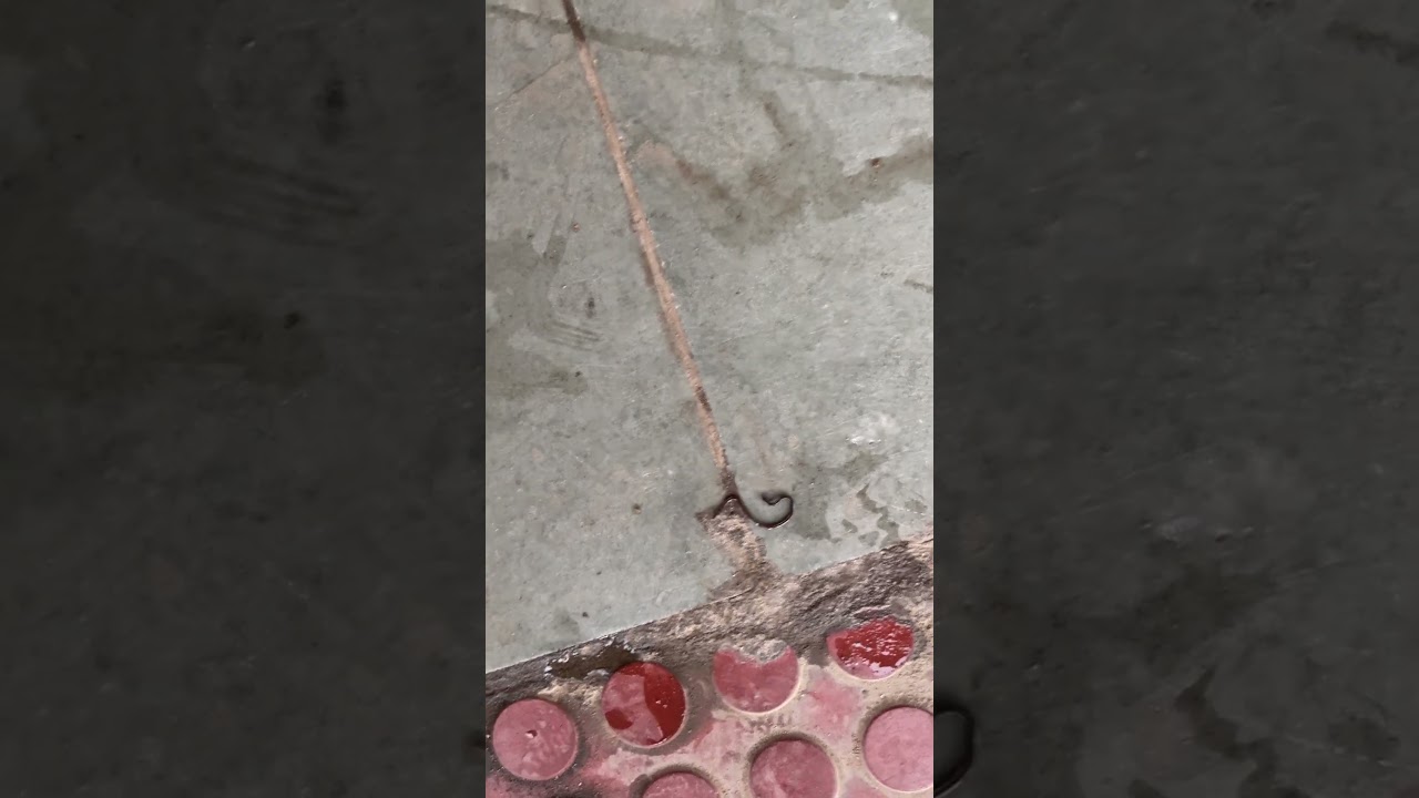Not a worm but a worm snake! #wormsnake #snake #snakevideo