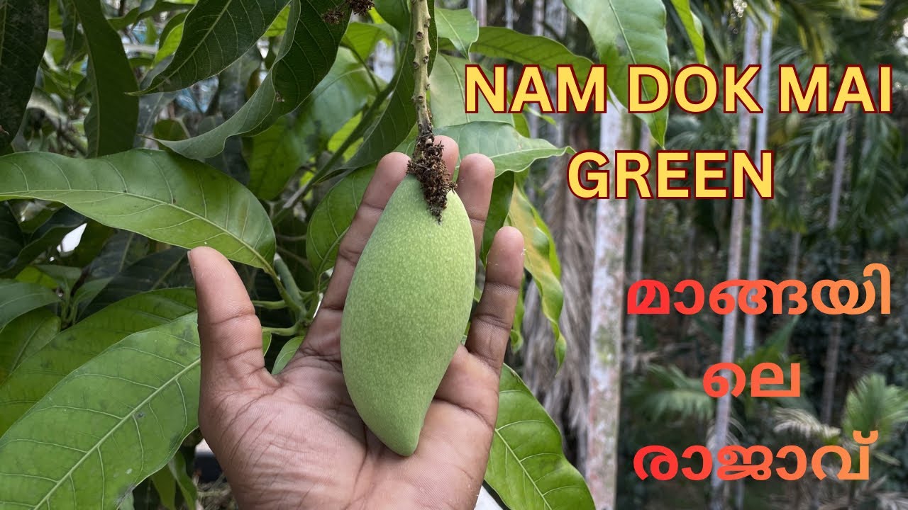 മാങ്ങയിലെ രാജാവ് എന്ന് അറിയപ്പെടുന്ന nam dok mai എന്റെ വീട്ടിലും കായ്ച്ചു 