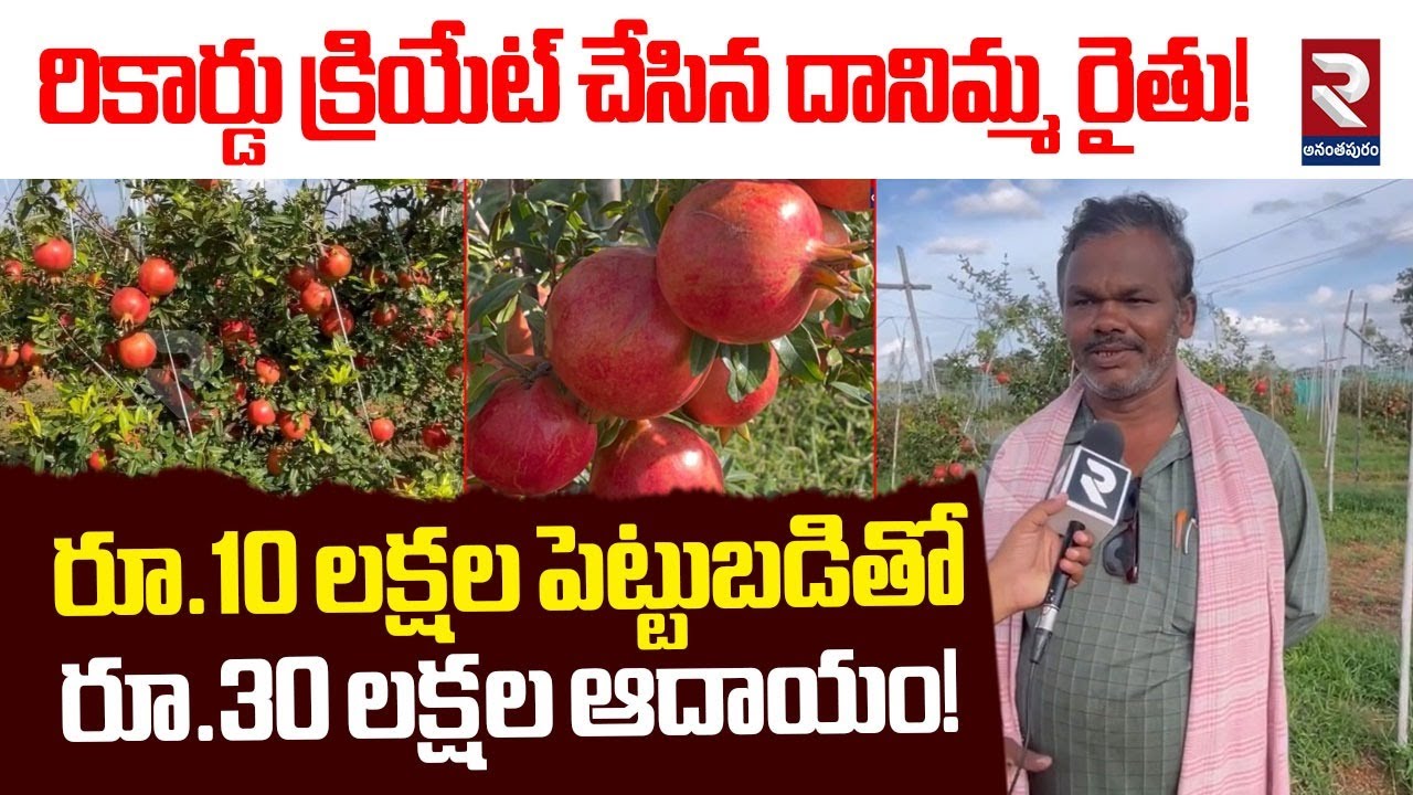 రికార్డు క్రియేట్ చేసిన దానిమ్మ రైతు! | Anantapur Pomegranate Crop Farmer | RTV Ananthapur