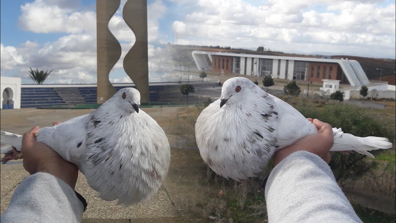 سافرت عليه باش نشريه ، ولاكن يستاهل 😍