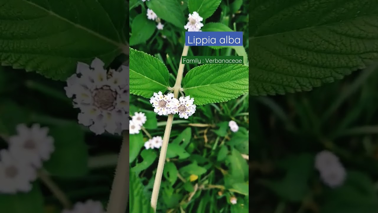 Lippia alba #plant #flowers #botany #field #taxonomy #nature #exploration  @Plant_investigation