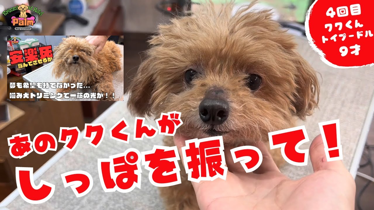 噛み犬トリミングでこの変化！！トリマーとして嬉しすぎる！！
