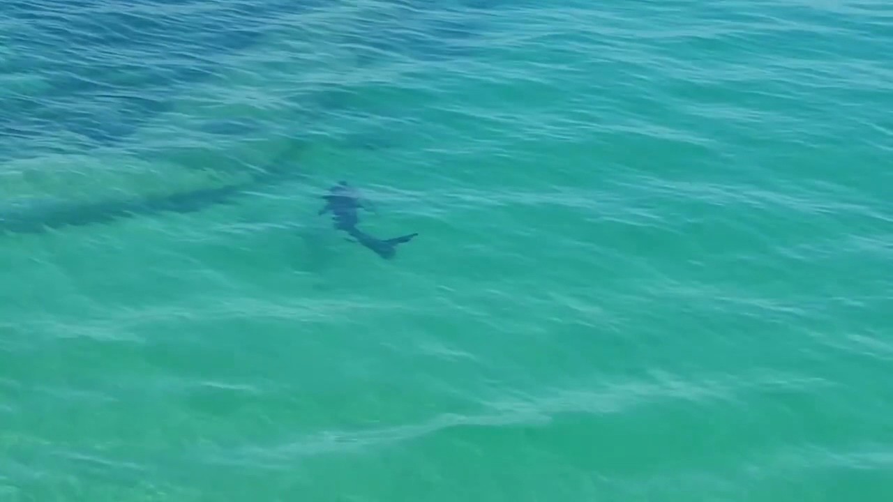 Shark Swims Close to the Pier in Cornwall