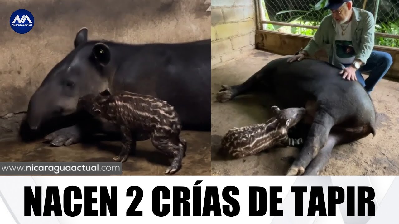 Nacen 2 crías de tapir en el Zoológico Nacional de Nicaragua, especie en peligro de extinción