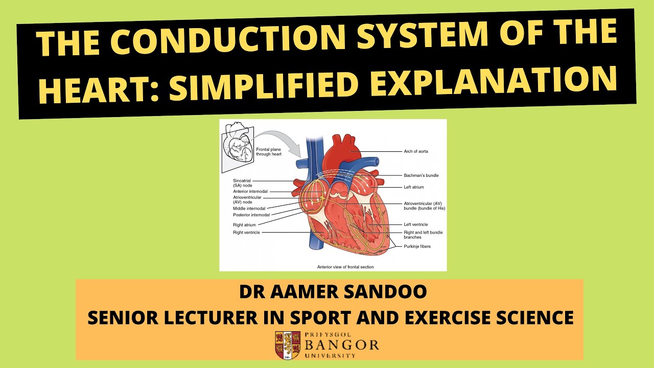 Simple Guide to The Conduction System of the Heart