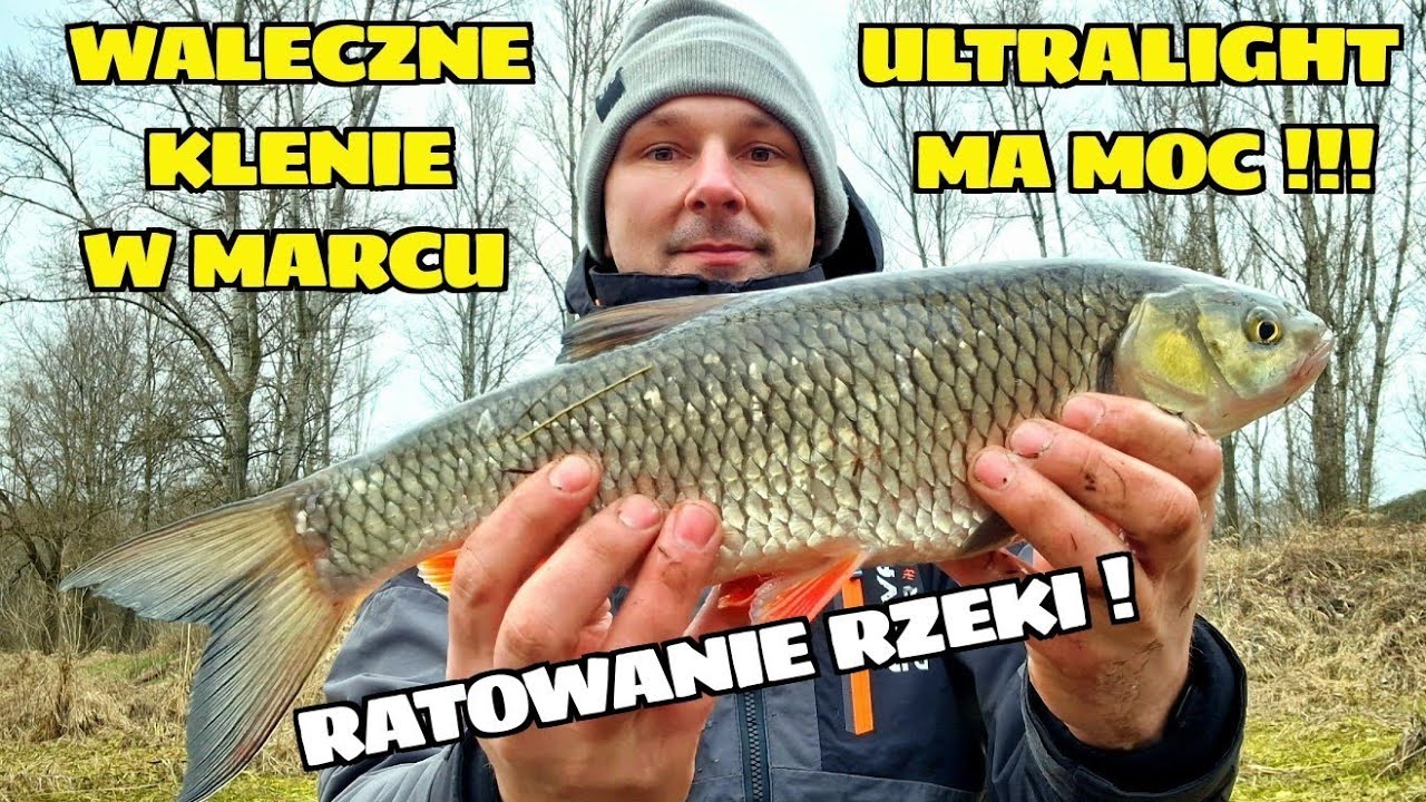 MARCOWE KLENIE JAKIE PRZYNĘTY ŁOWIENIE NA SPINNING ULTRALIGHT | ZATRUCIE RZEKI