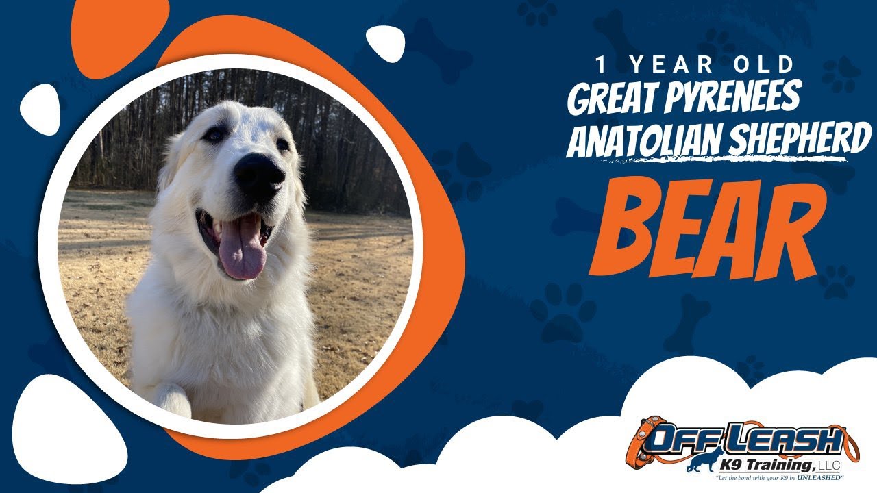 Great Pyrenees/Anatolian Shepherd￼ mix - BEAR. Before and After two week Board and Train