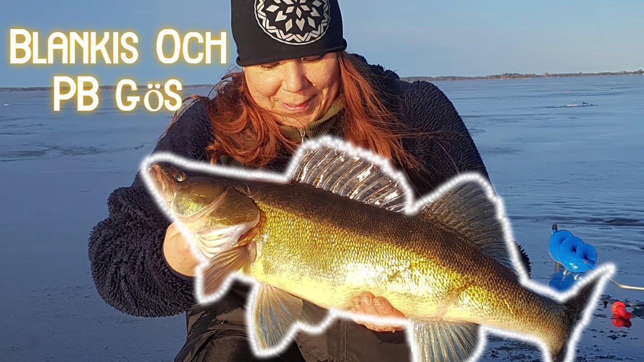 Ismetar gös i Storsjön/sandviken