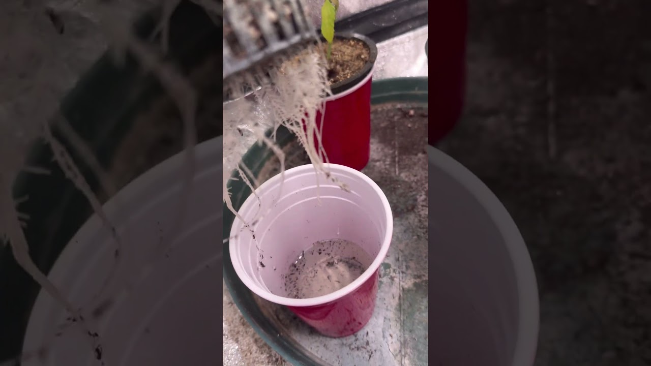 Kratky method solo cup challenge, low effort breeding project