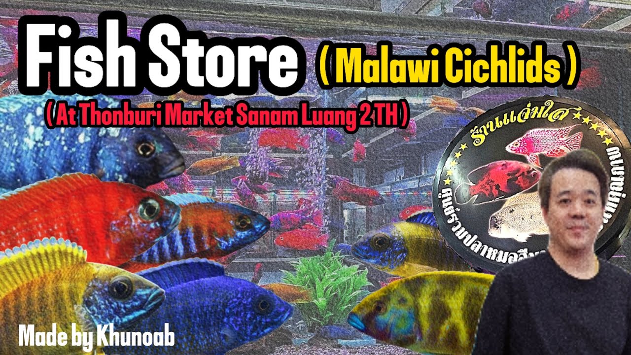 Let's check out some amazing Malawi Cichlids !! | ส่องปลาหมอมาลาวี สนามหลวง 2 กัน !! | ร้านแจ่มใส ❤️