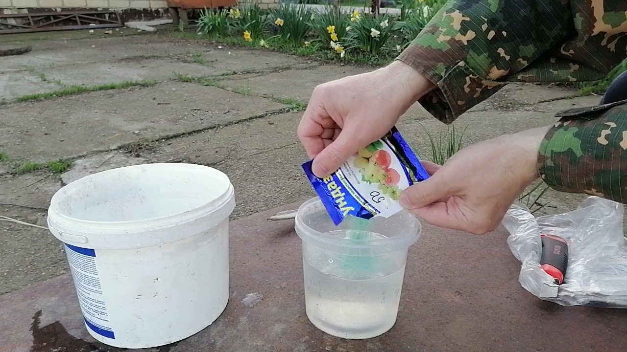 Необходимо СРОЧНО сделать обработку клубники от корневой гнили