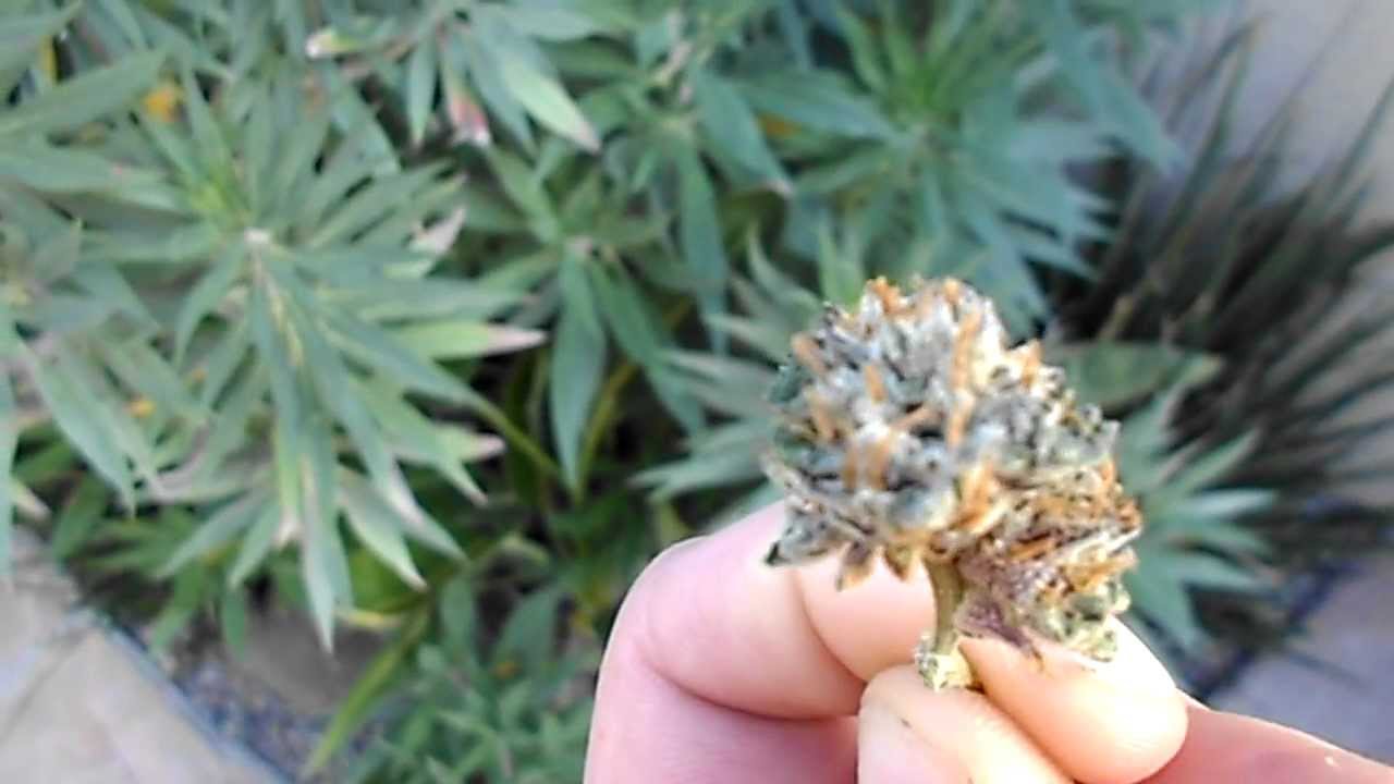 PRE 98 BUBBA KUSH