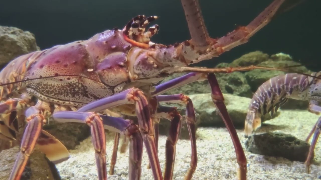 Giant Grenadier  The Weird Wonders of the Deep Sea