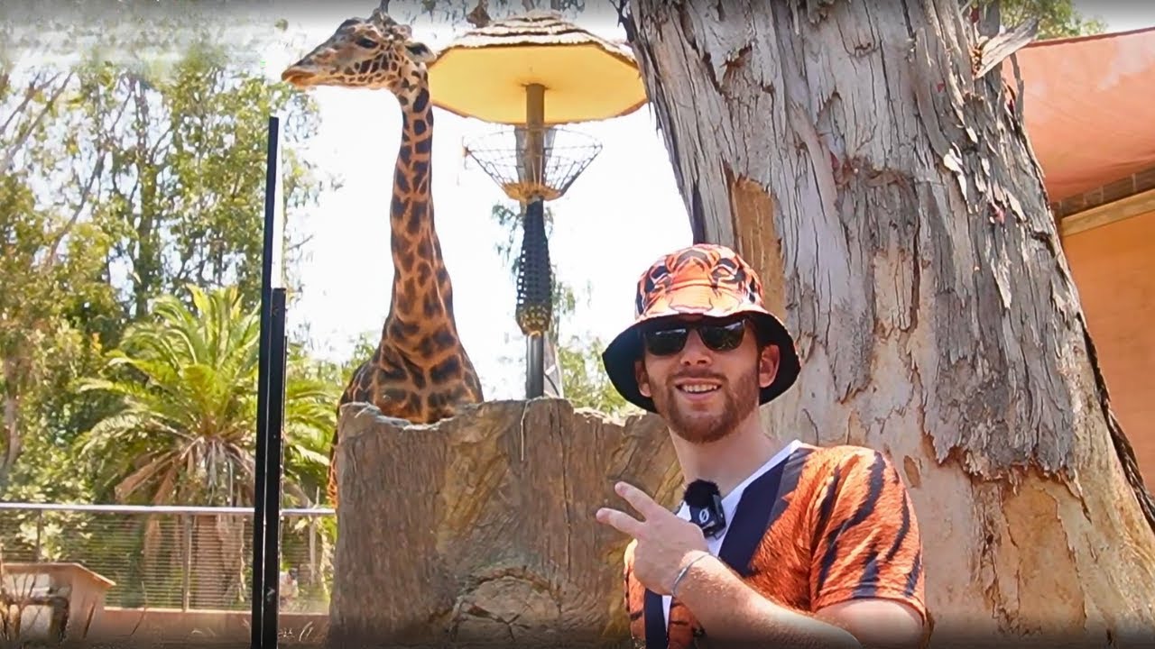 FULL SAN DIEGO ZOO IRL STREAM