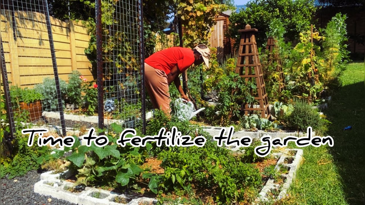 How I fertilize my garden | Homemade garden fertiliser 