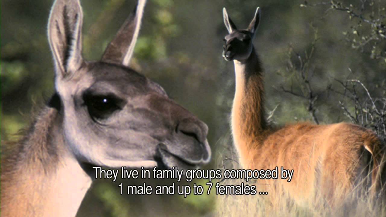Fauna Kaa Iya - Guanaco (Sp -Eng Subtit)