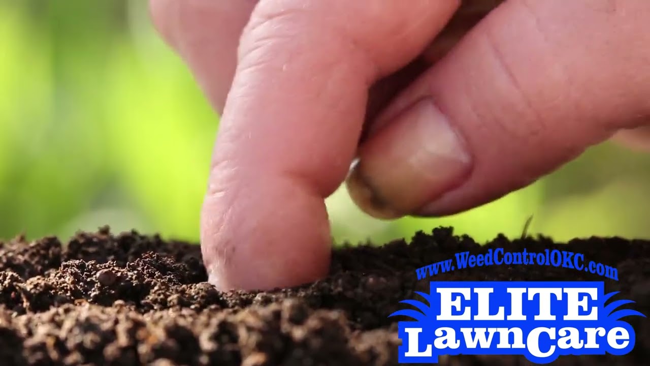 Do You Need To Water Your Lawn After a Pre-Emergent Treatment?