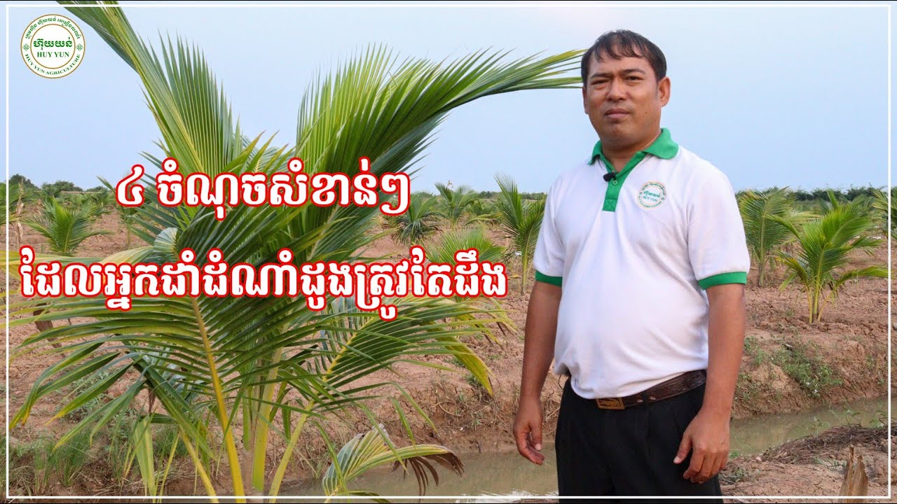 ៤ចំណុចសំខាន់ៗ ដែលអ្នកដាំដំណាំដូងត្រូវតែដឹង | យន់ សុផាត