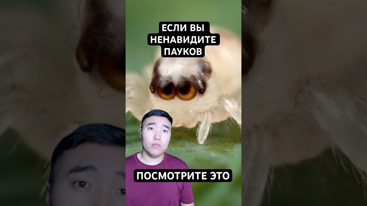 Почему Пауки Милее, Чем Вы Думаете