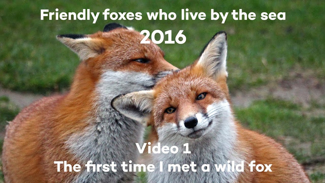 The first time I met a wild fox