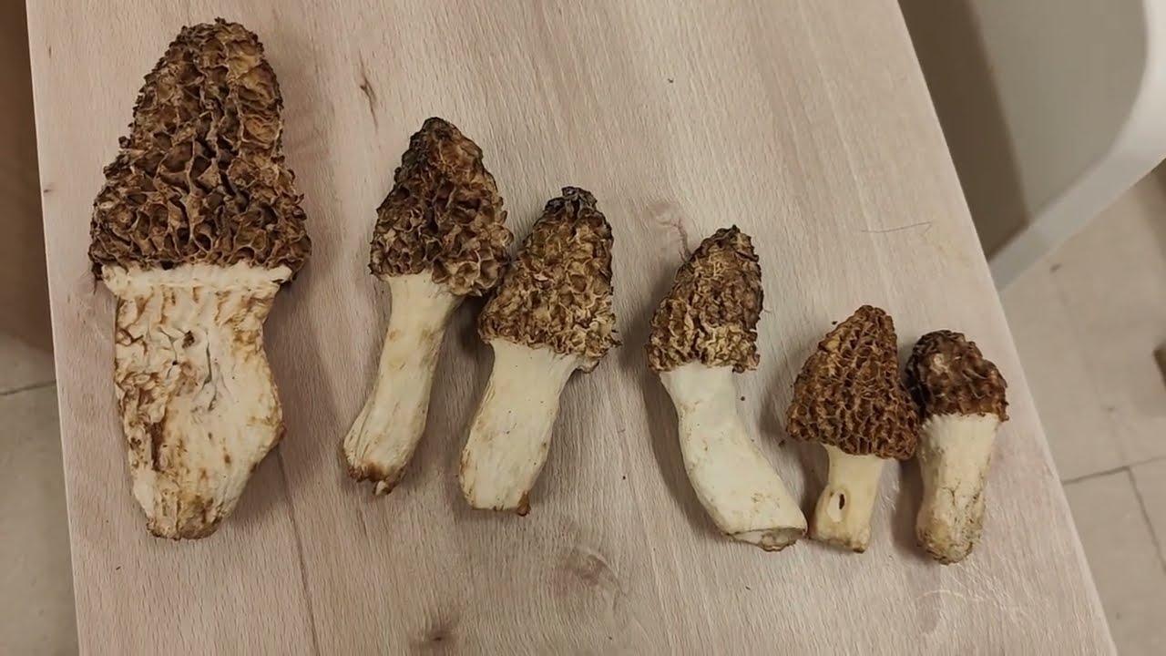 Identifica la exquisita colmenilla de choperas. Morchella esculenta