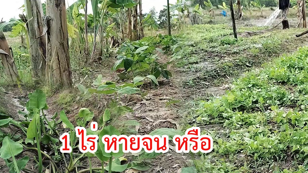 พื้นที่ 1 ไร่ หายจนหรือจนเพิ่ม #เกษตรผสมผสาน #เกษตรอินทรีย์ 