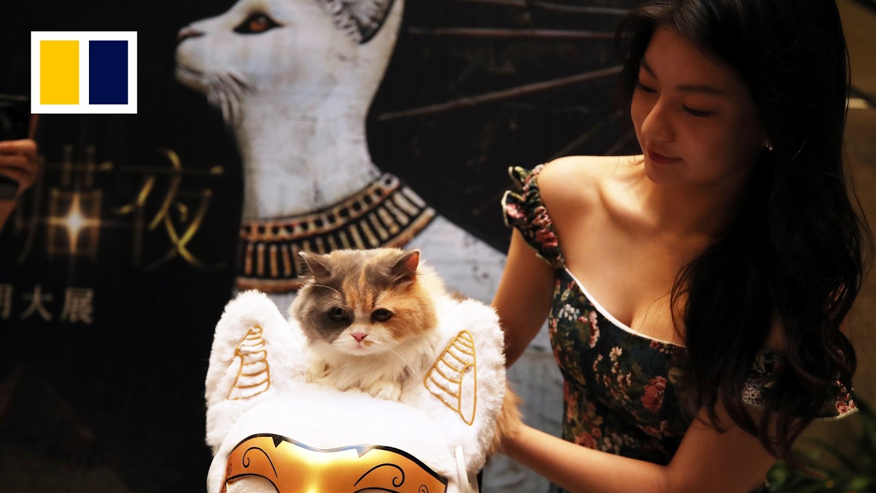 Cats welcome at Shanghai Museum's ‘Meow Night’