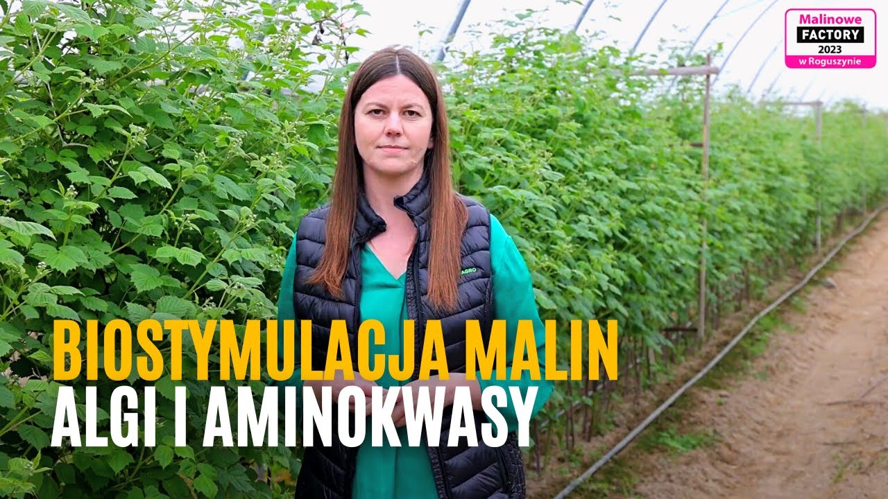 Biostymulacja malin - algi i aminokwasy - niskie temperatury, lepsza jakość owoców