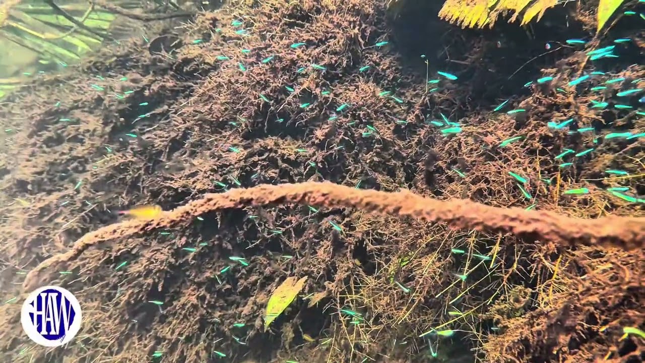 Huge School of Wild Green Neon Tetras!!!