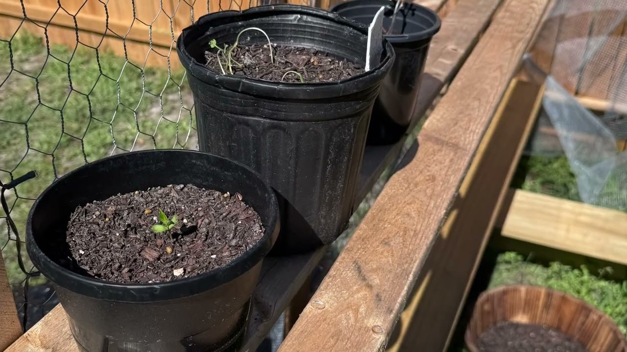 My Garden Journey Recap 2025