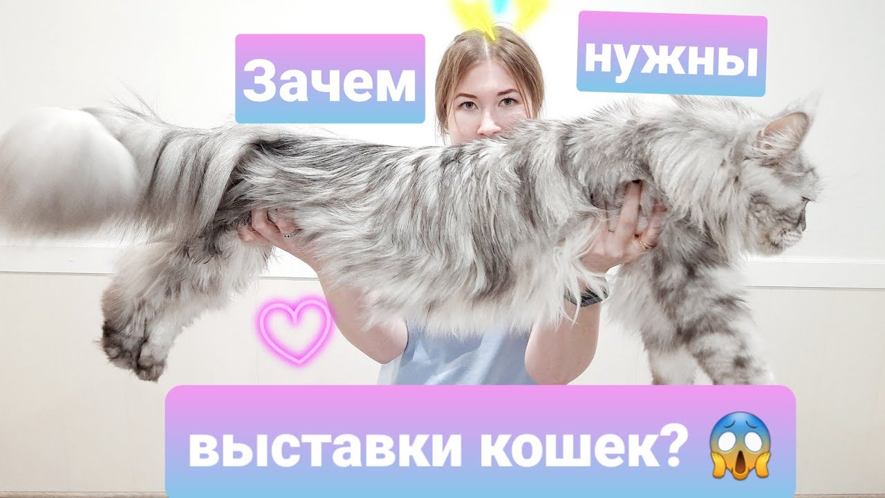 Зачем ходить на выставки кошек? Жизнь с мейн-кунами