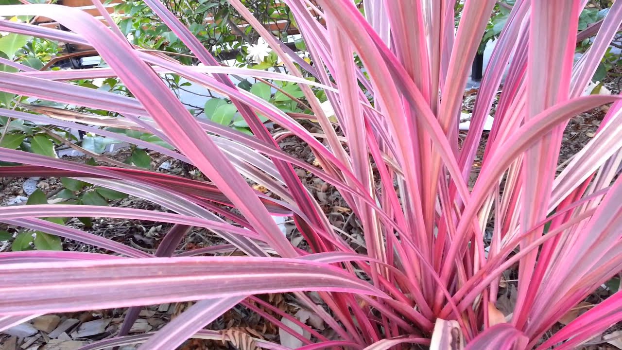 Cordyline Australis Pink Passion - Pink Passion Dracaena HD 01