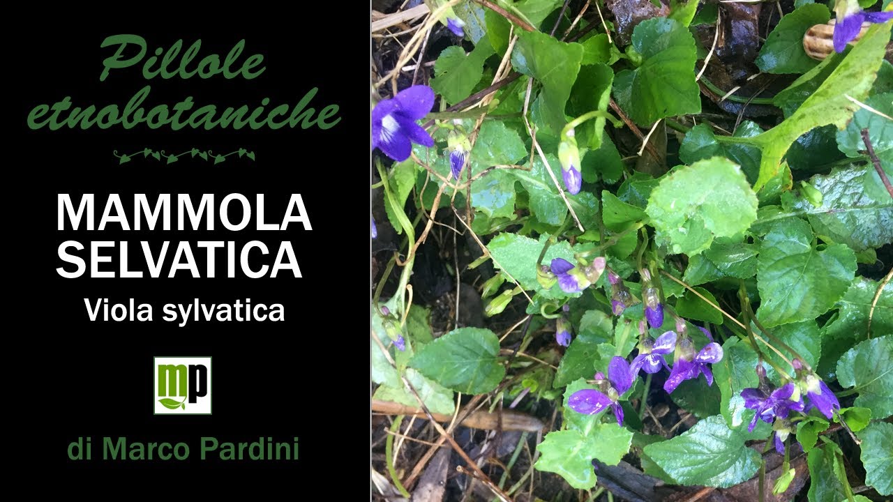 Pillola etnobotanica - Viola mammola selvatica