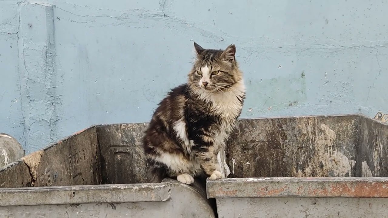 Hungry Street Cats Searching Trash for Food… Then I Followed an Injured One
