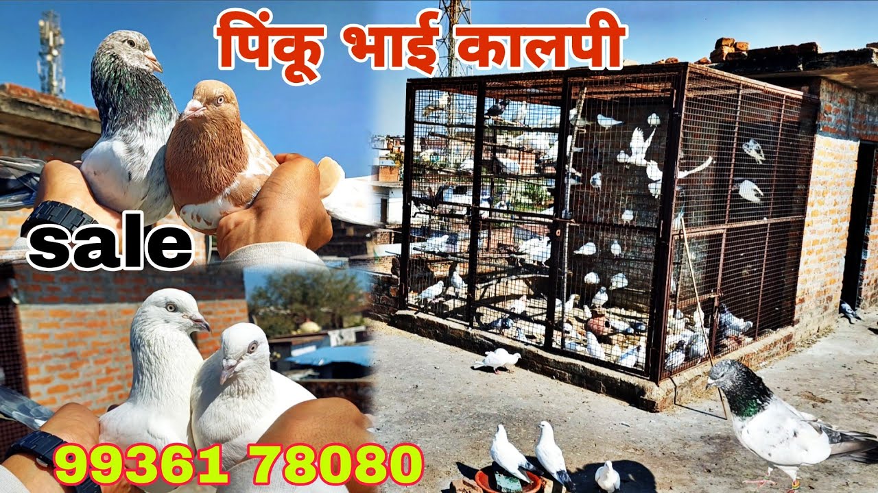 पिंकू भाई कालपी.highgflyar pigeon sale tournament ke ude kabutar #youtube 