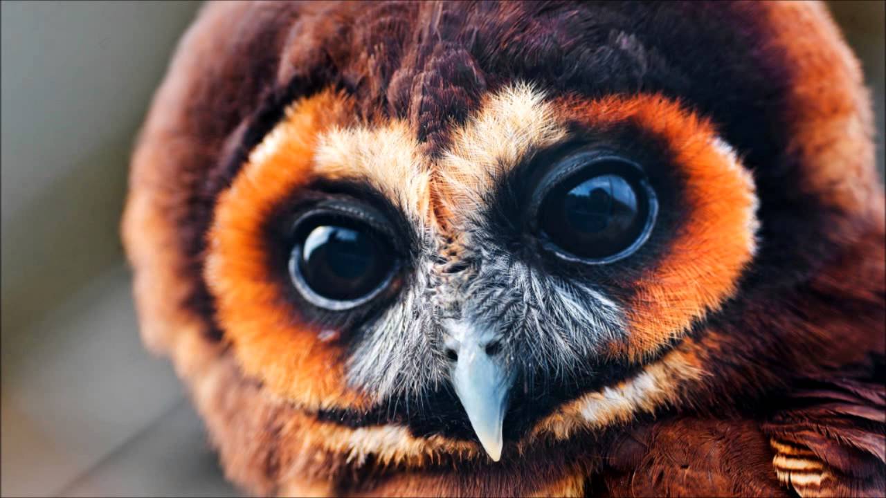Dominik Eulberg & Gabriel Ananda - Owltastic (Original Mix)
