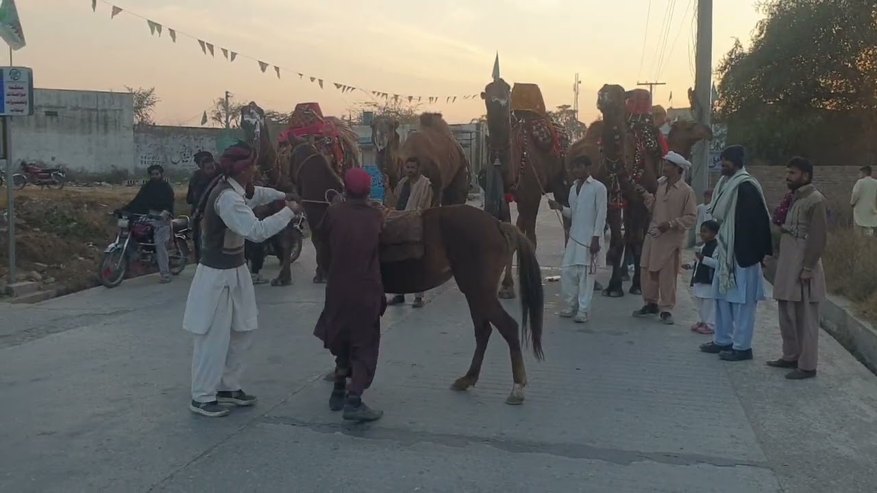 #Camel