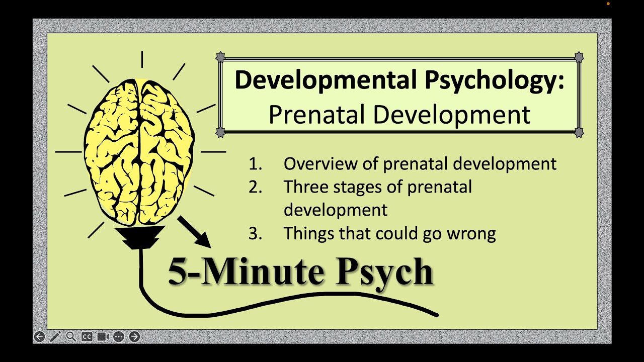 Prenatal Development