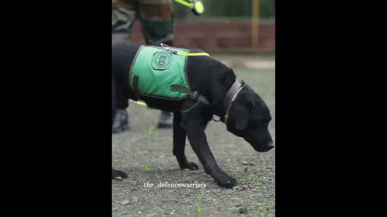 unsung warriors of indian army #armydogs #indianarmy #cdsaspirants