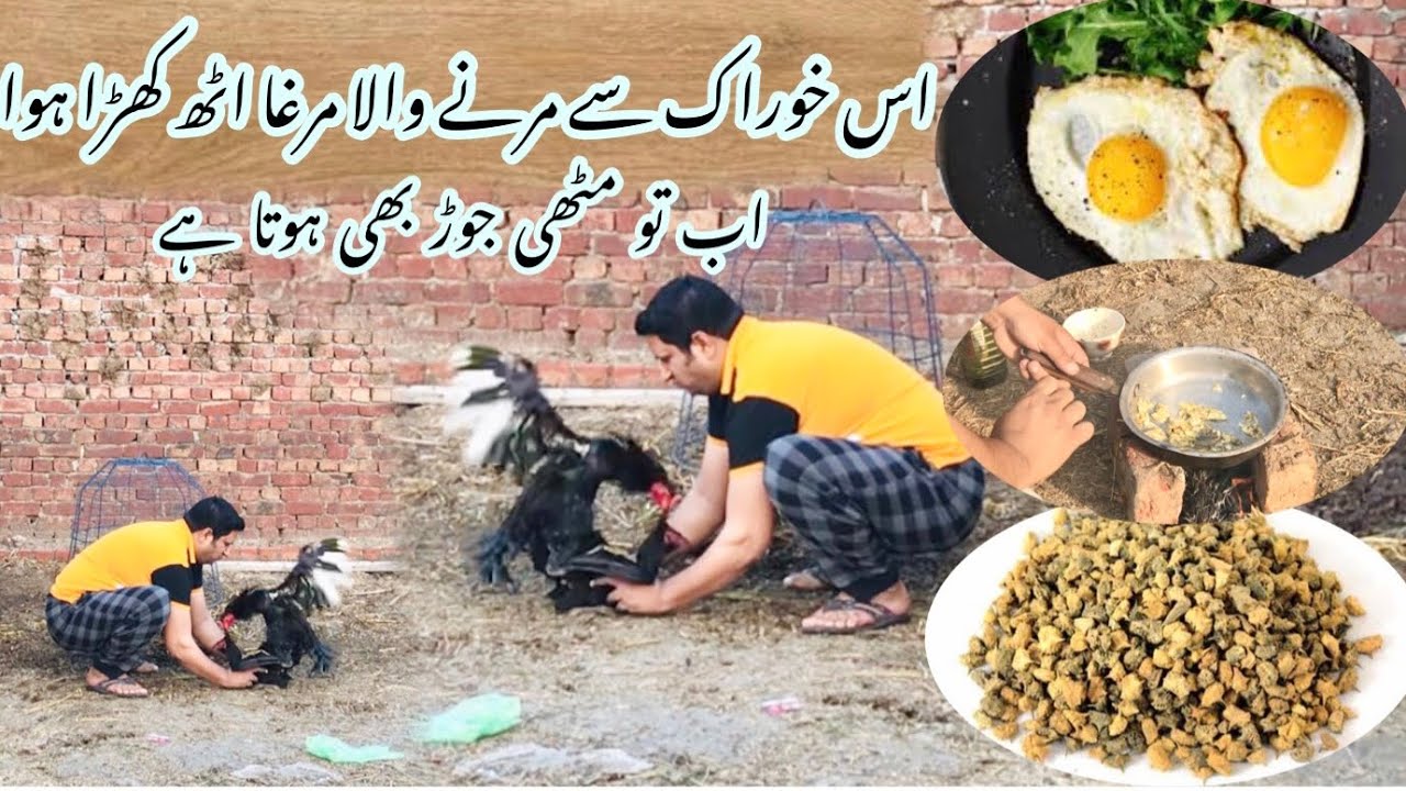 مرغے کا دیسی علاج