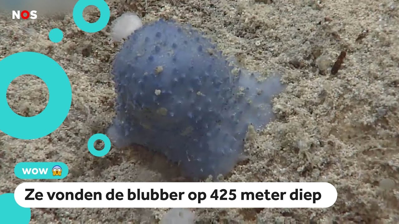 Wat zijn deze blauwe bolletjes op de zeebodem?
