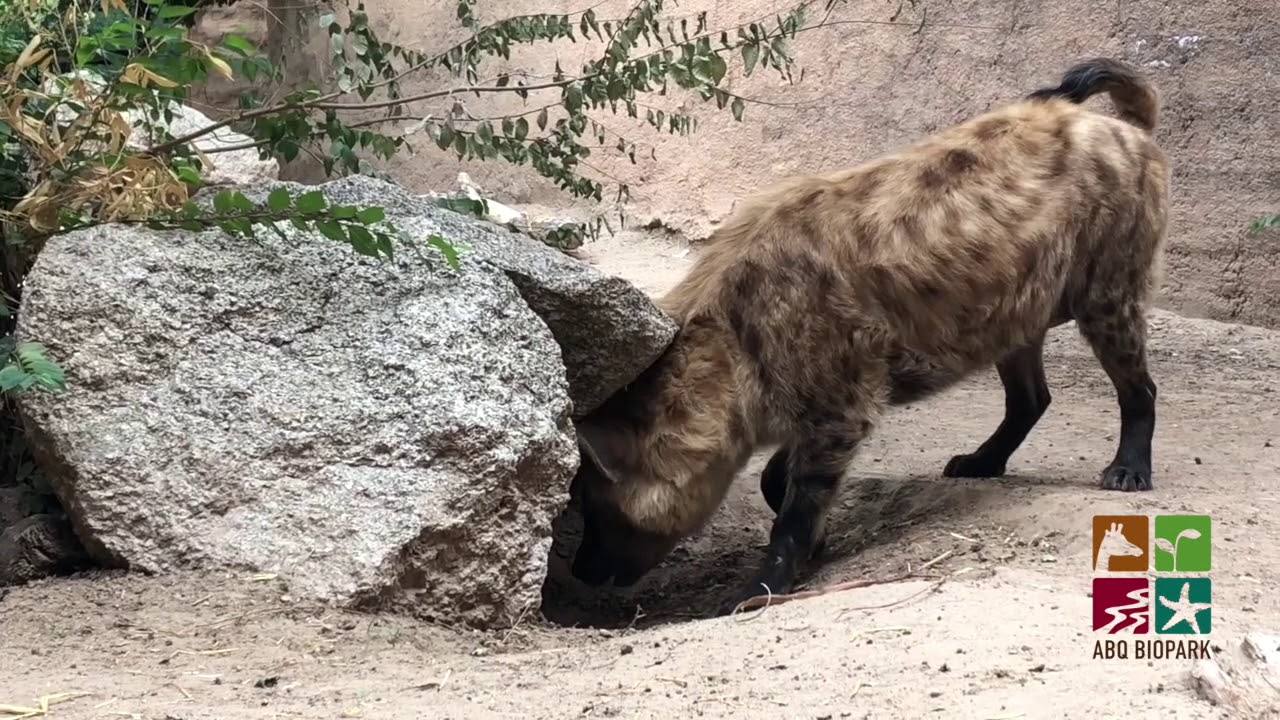 Baby Hyena cubs explore their habitat at the the ABQ BioPark Zoo