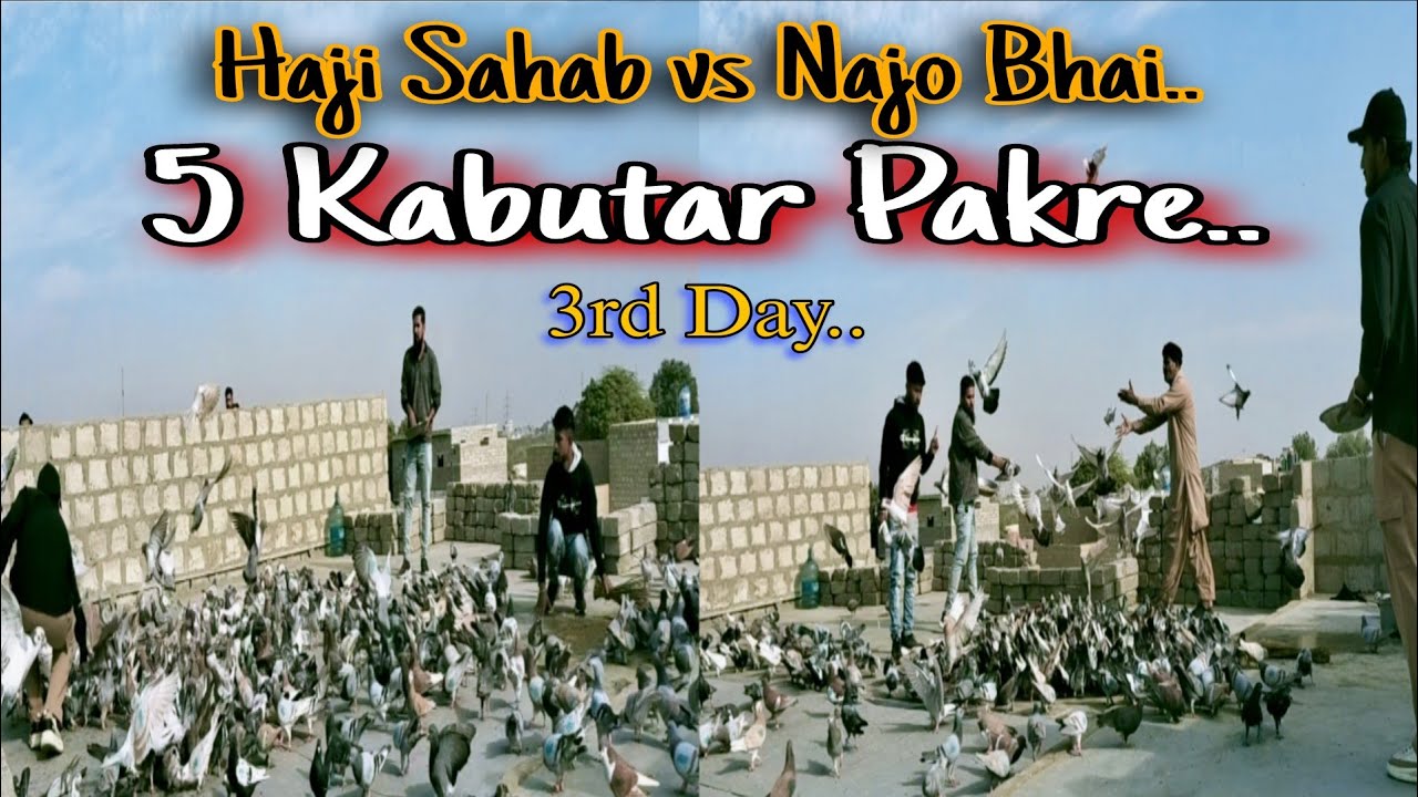  “Haji Sahab vs Najo Bhai – 3rd Day Ka Mazedaar Shouq | Aaj 5 Kabutar 🕊️🔥”
